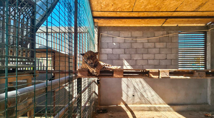 Asegura Profepa jaguar, león y ciervos en domicilio particular de Los Cabos