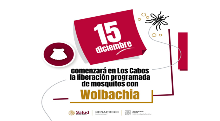 Inicia en CSL primera etapa del programa “Zancudo Seguro” con el método Wolbachia