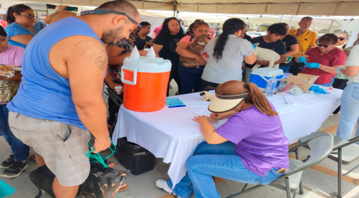 Continúa programa permanente de esterilización y vacunación antirrábica en Los Cabos