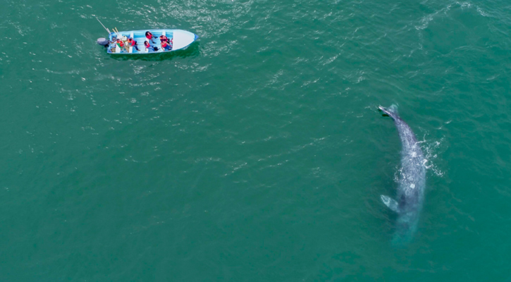 Inicia el Festival de la Ballena Gris en Puerto Adolfo López Mateos este viernes 30 de enero