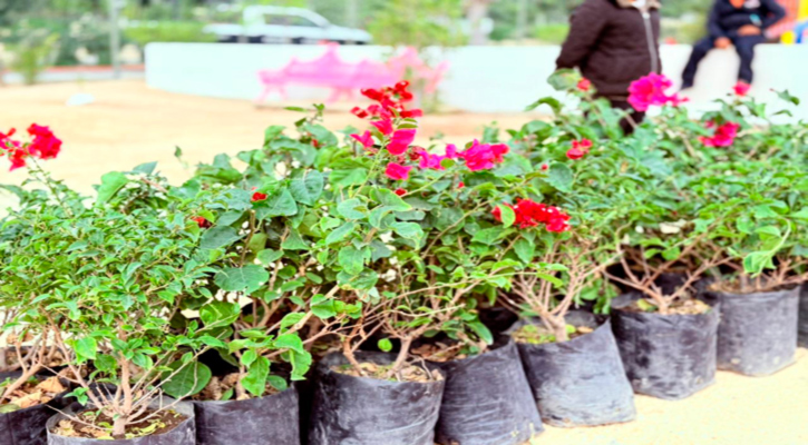 Jornada de Reforestación en Miraflores