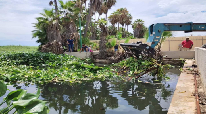 Intensifica gobierno de Los Cabos limpieza en el Estero josefino para frenar la expansión de especies invasoras