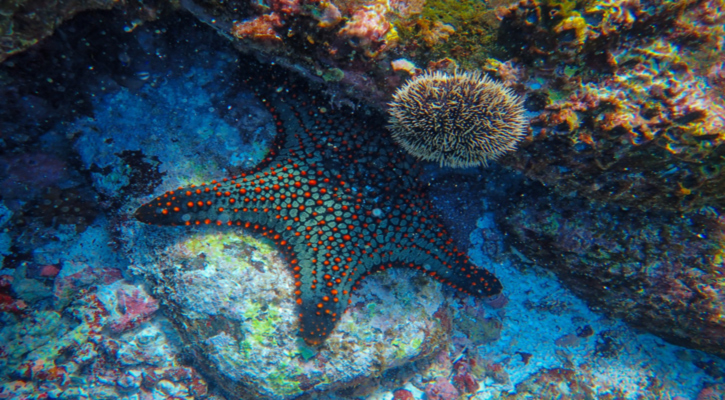 Los equinodermos, pieza clave para el equilibrio del ecosistema marino 