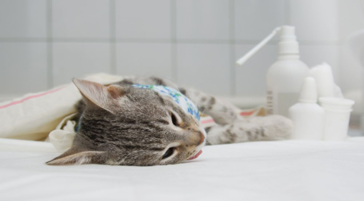 Anuncian Campaña de Esterilización Felina en CSL