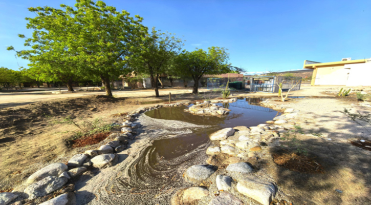 Jardines de lluvia de la UABCS muestran resultados positivos tras una temporada pluvial copiosa