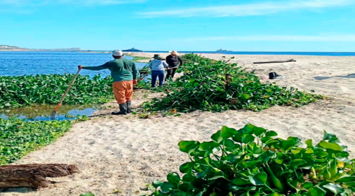 Arranca 2026 con jornadas de extracción de plantas invasoras en el Estero de SJC
