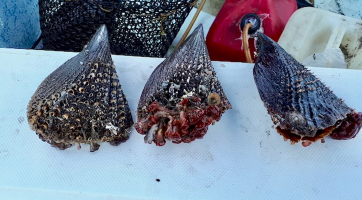 Suspenden de manera precautoria la extracción de moluscos bivalvos en los esteros La Bocana y El Coyote, en Mulegé