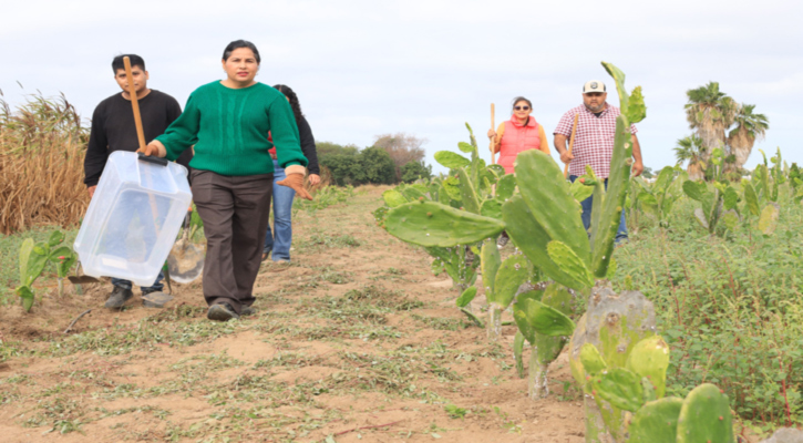 Estudian en la UABCS potencial del nopal como cultivo sostenible en zonas áridas