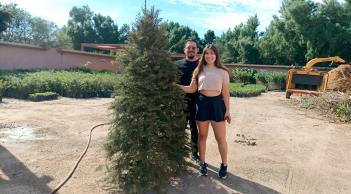 Inicia recepción de árboles de Navidad naturales en el Eco Parque en La Paz