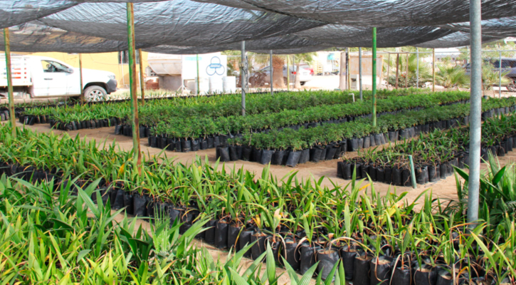 Fortalece gobierno del Estado acciones de reforestación en BCS