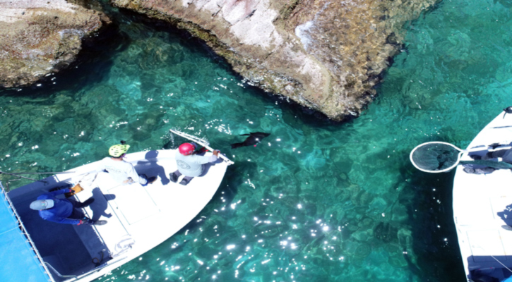 Colabora UABCS en la atención y rescate de mamíferos marinos a través de trabajo académico y colaboración interinstitucional