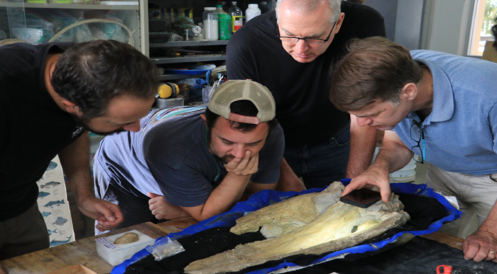 Científicos de EU visitan la UABCS en el marco de investigación conjunta internacional sobre cetáceos del Oligoceno tardío