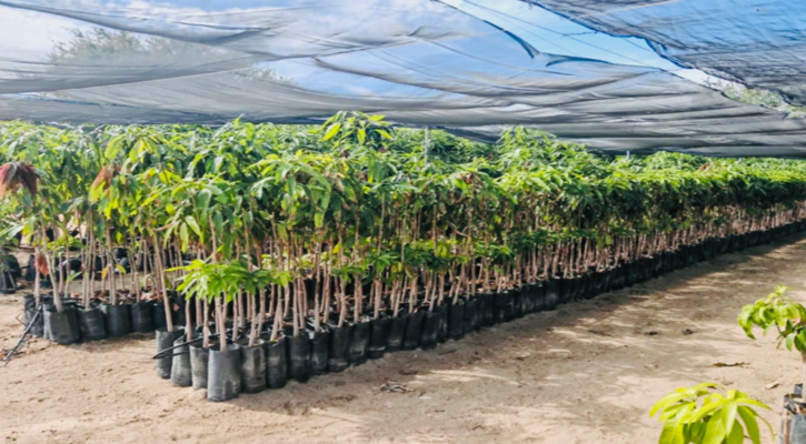 Donó gobierno de BCS más de 11 mil plantas de ornato a instituciones públicas en 2025