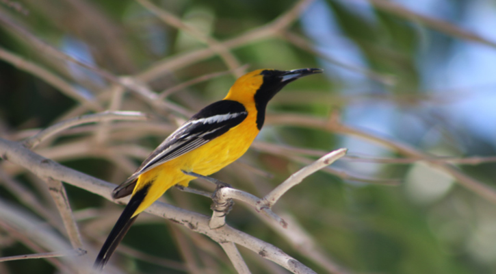 Aves: las mensajeras silenciosas que revelan la salud de los ecosistemas