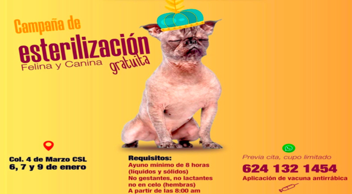 Arranca en CSL jornada gratuita de esterilización canina y felina Arranca en CSL jornada gratuita de esterilización canina y felina