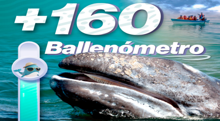 Contabilizan más de 160 ballenas en Puerto Chale