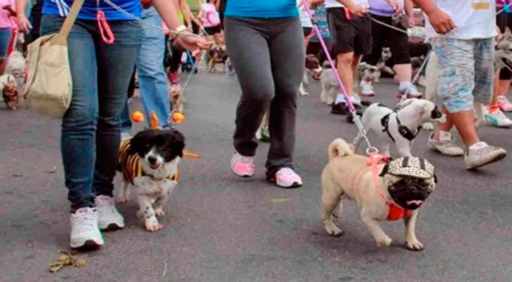 Realizarán Caminatas Caninas con causa en Los Cabos