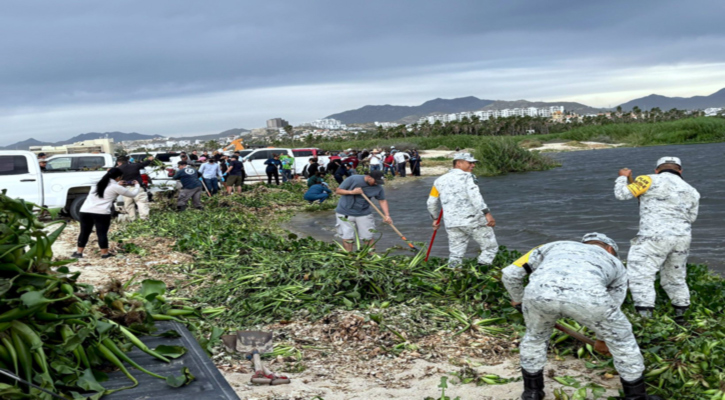 Retiran más de 70 toneladas de planta invasora en el Estero de SJC