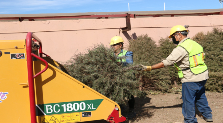 Extienden período de recepción de árboles de Navidad durante febrero en La Paz