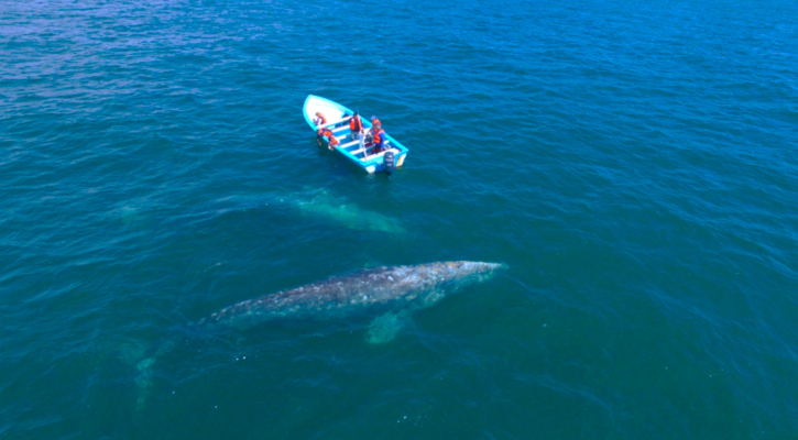 Nominan a BCS en seis categorías de “Lo Mejor de México 2026”; invitan a votar antes del 20 de abril