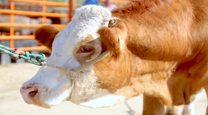 Entrega Ayuntamiento de Los Cabos 115 sementales bovinos; apoyan ganadería local