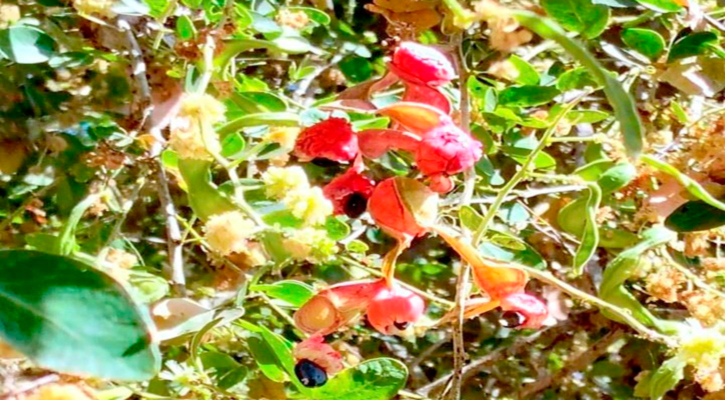 Realizan jornada de conservación del guamúchil en la Delegación de Santiago