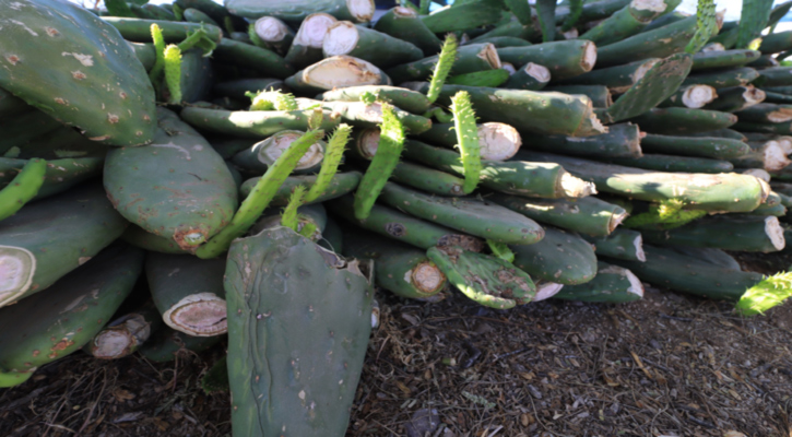 UABCS acompaña proyecto de nopal forrajero que instala parcela experimental en La Paz