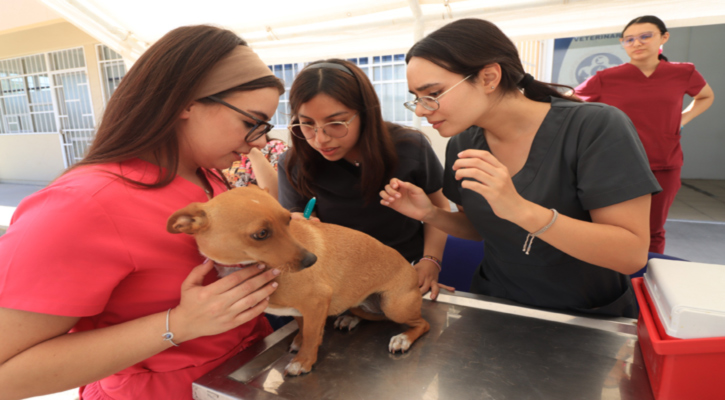 Se suma UABCS a la Semana Nacional de Vacunación Antirrábica Canina y Felina 2026