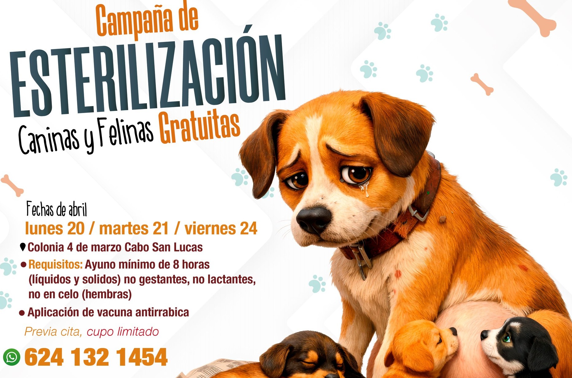 Realizarán jornada gratuita de esterilización canina y felina en CSL