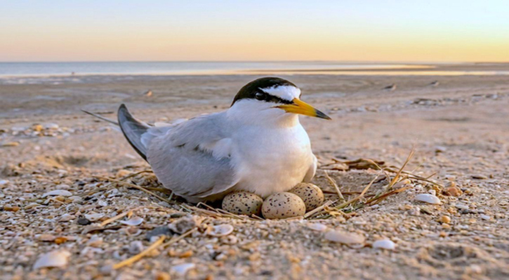 Participa Ayuntamiento de Los Cabos en capacitación para proteger al gallito marino