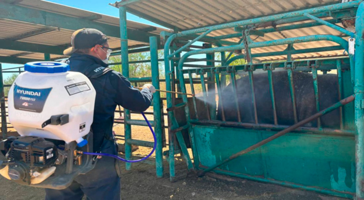 Destina gobierno de BCS 40 mdp para fortalecer la sanidad del sector primario en 2026