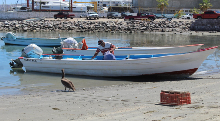 Fortalece Sepada organización y desarrollo del sector pesquero y acuícola en BCS