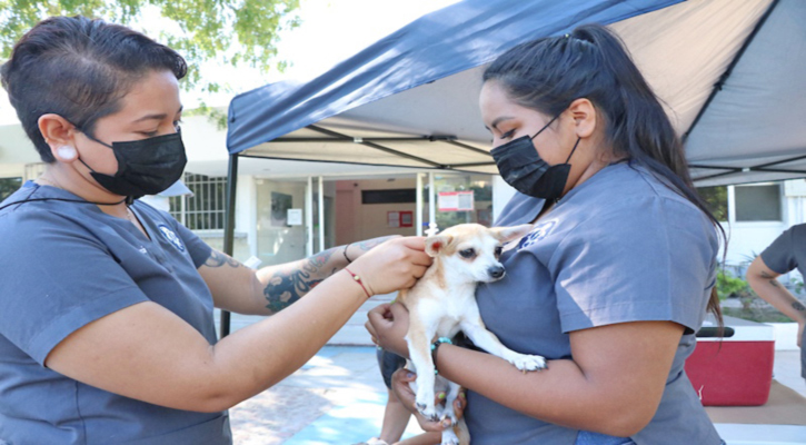 Instalarán del 13 al 17 de abril módulos de vacunación antirrábica en La Paz