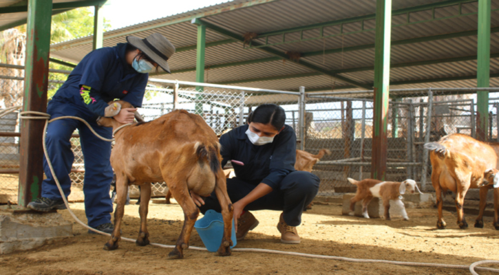Capacita UABCS a estudiantes y productores locales en nutrición de cabras y ovejas