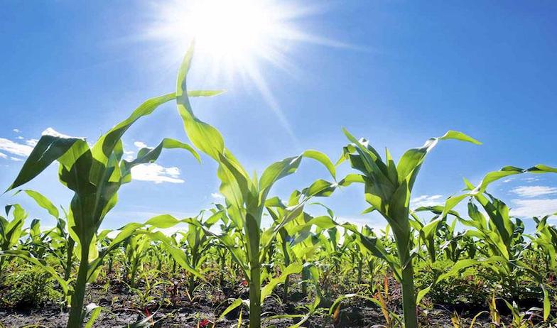 Temperaturas de hasta 43 grados y lluvias ligeras el pronóstico para esta semana en BCS