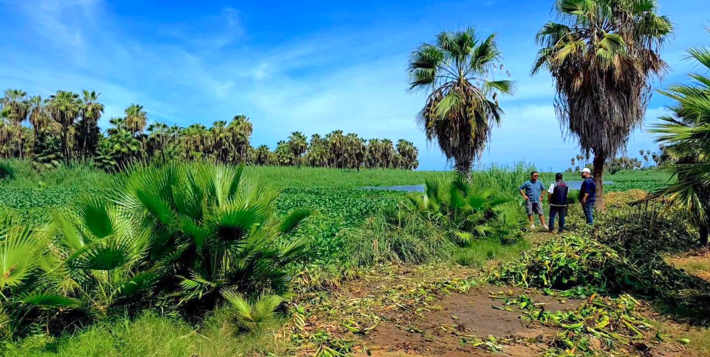 Reafirma Ayuntamiento de Los Cabos compromiso permanente con la protección del estero josefino