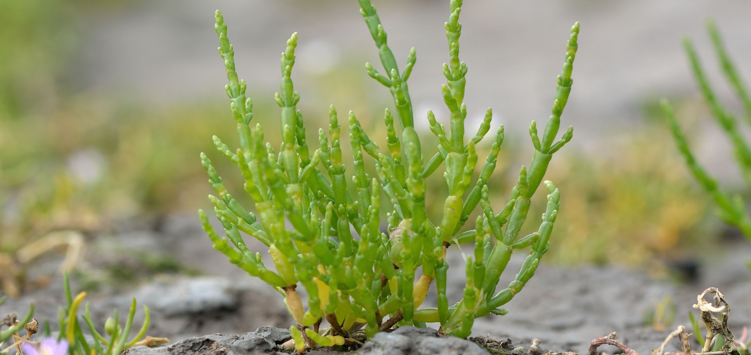 Investigación de la UABCS aborda el potencial de la salicornia