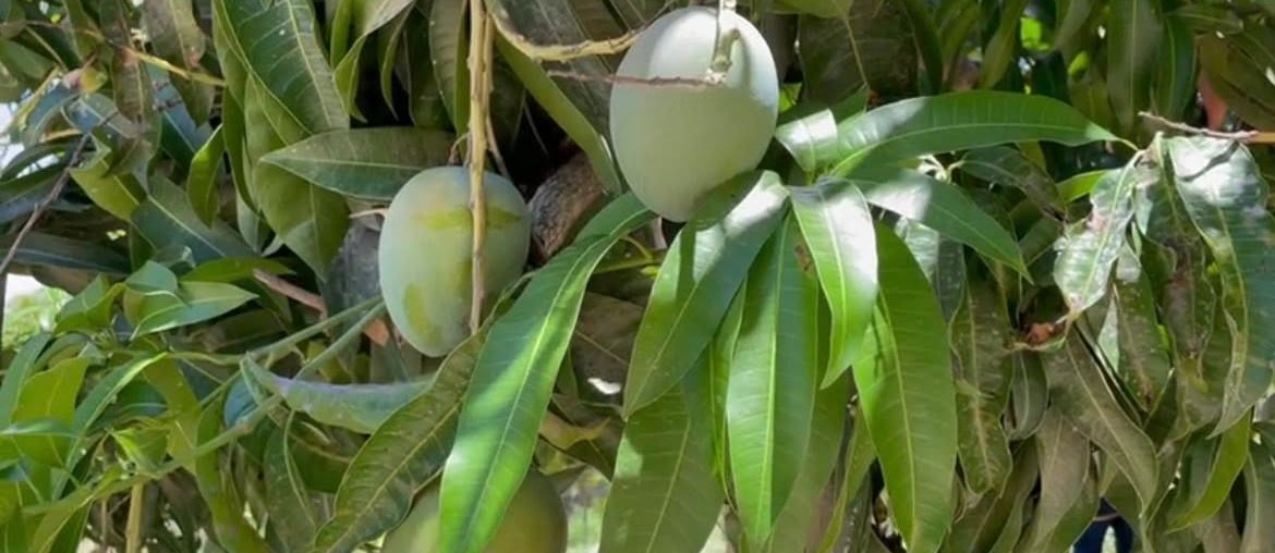 Invierte gobierno de BCS 240 mdp en sanidad acuícola, animal, pesquera y vegetal