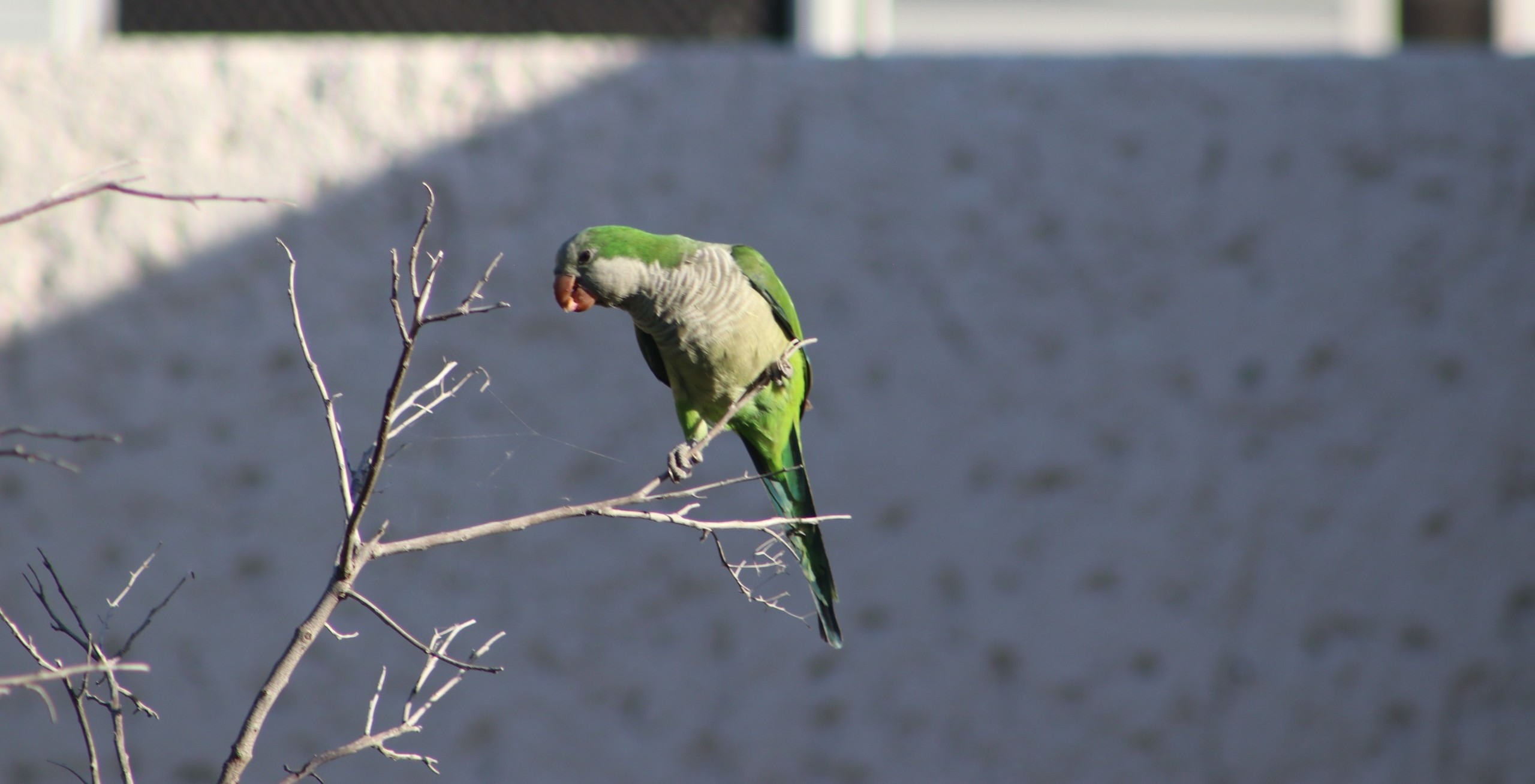UABCS edita Guía de Aves de su Campus La Paz en su 50 aniversario