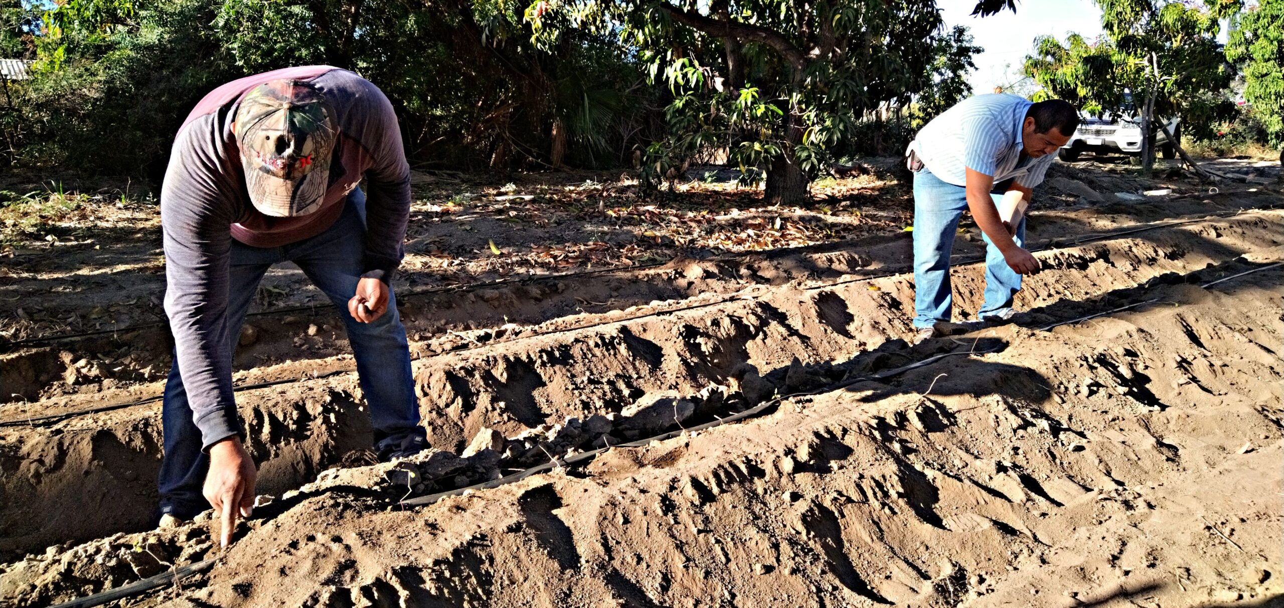 Genera sector agrícola de BCS producción por 15 mil millones de pesos