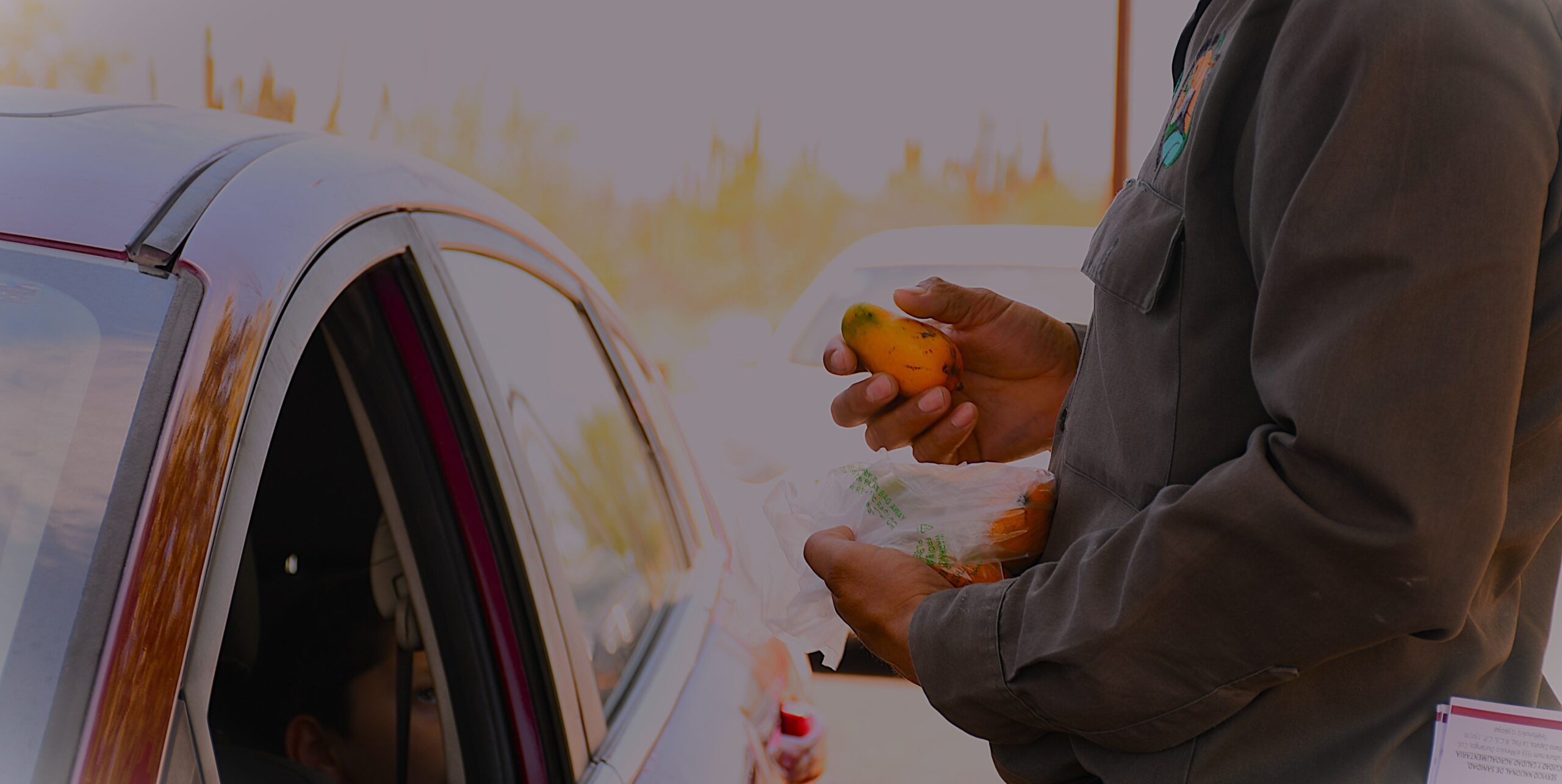 Trabaja gobierno de BCS en acciones para salvaguardar la sanidad vegetal Trabaja gobierno de BCS en acciones para salvaguardar la sanidad vegetal