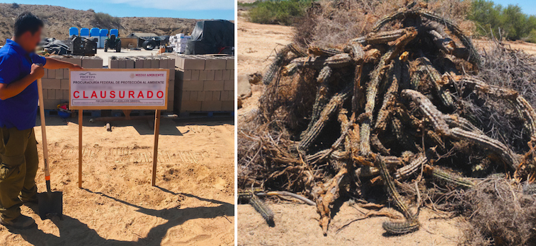 Sin autorización de Semarnat realizan desmonte de 15 hectáreas en Bahía Asunción