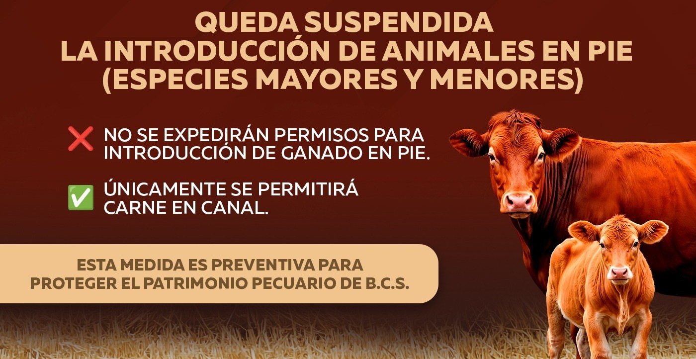 Suspenden ingreso de ganado en pie a Los Cabos para proteger estatus sanitario