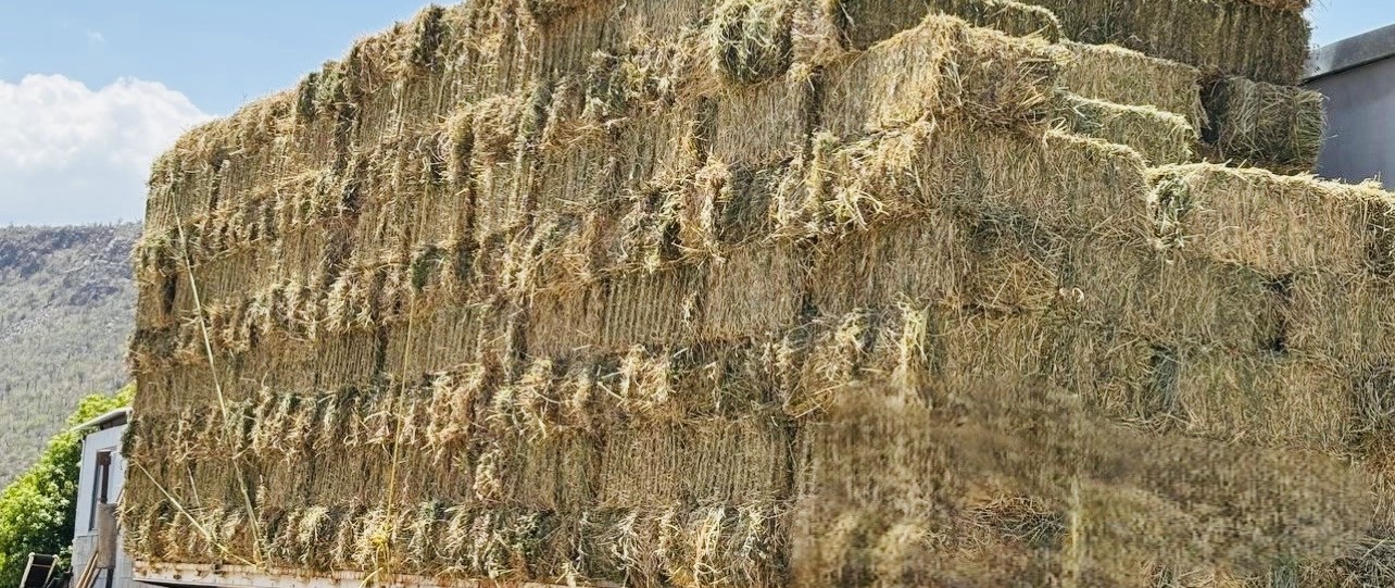 Beneficia Sepada a productores de Comondú con 600 pacas de sorgo forrajero Beneficia Sepada a productores de Comondú con 600 pacas de sorgo forrajero
