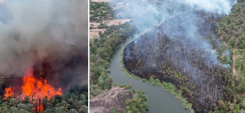 En medio de la contingencia por el huracán, se incendia palmar de Heroica Mulegé En medio de la contingencia por el huracán, se incendia palmar de Heroica Mulegé