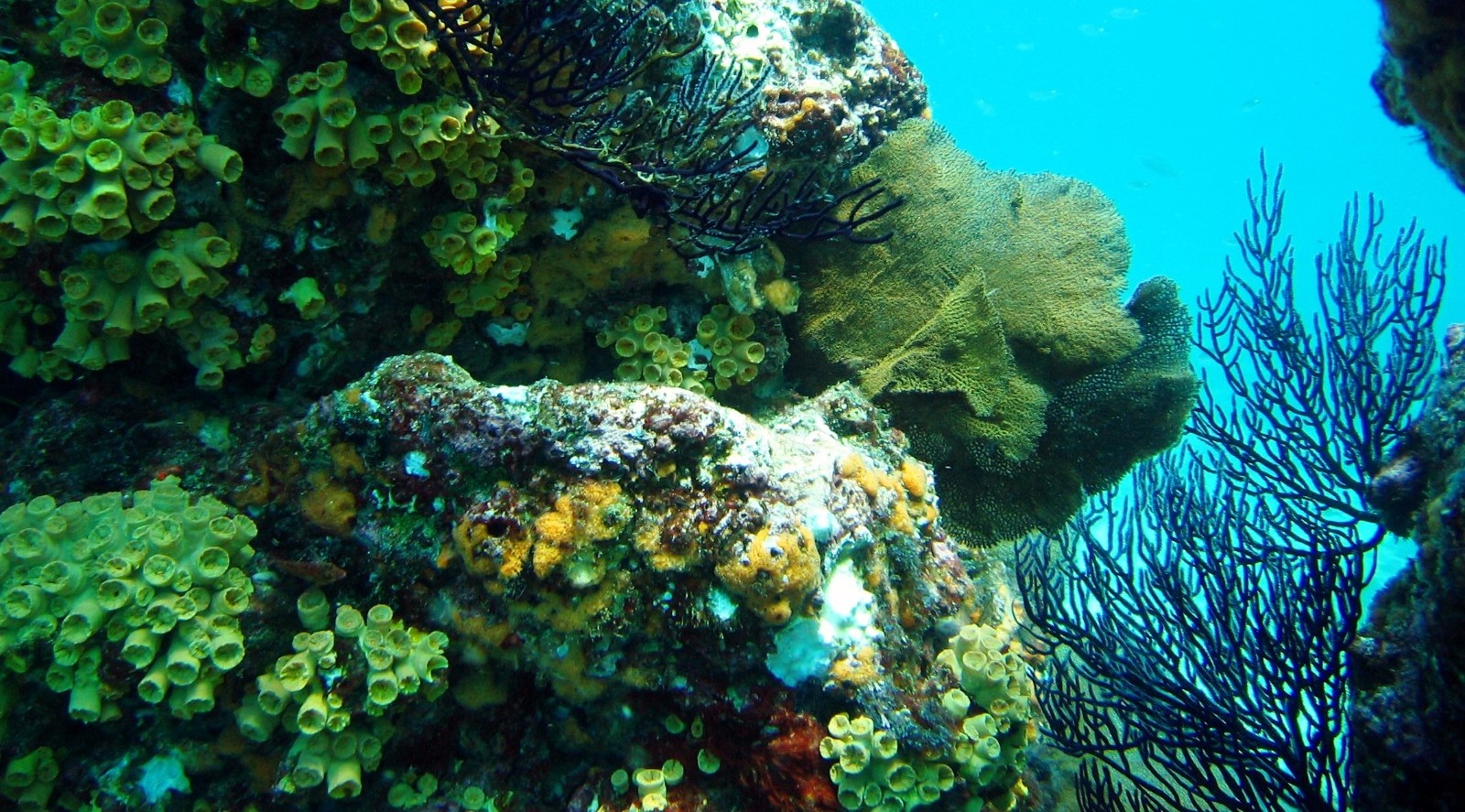 UABCS, institución mexicana con mayor representación de expertos en capítulo del reporte mundial sobre arrecifes de coral