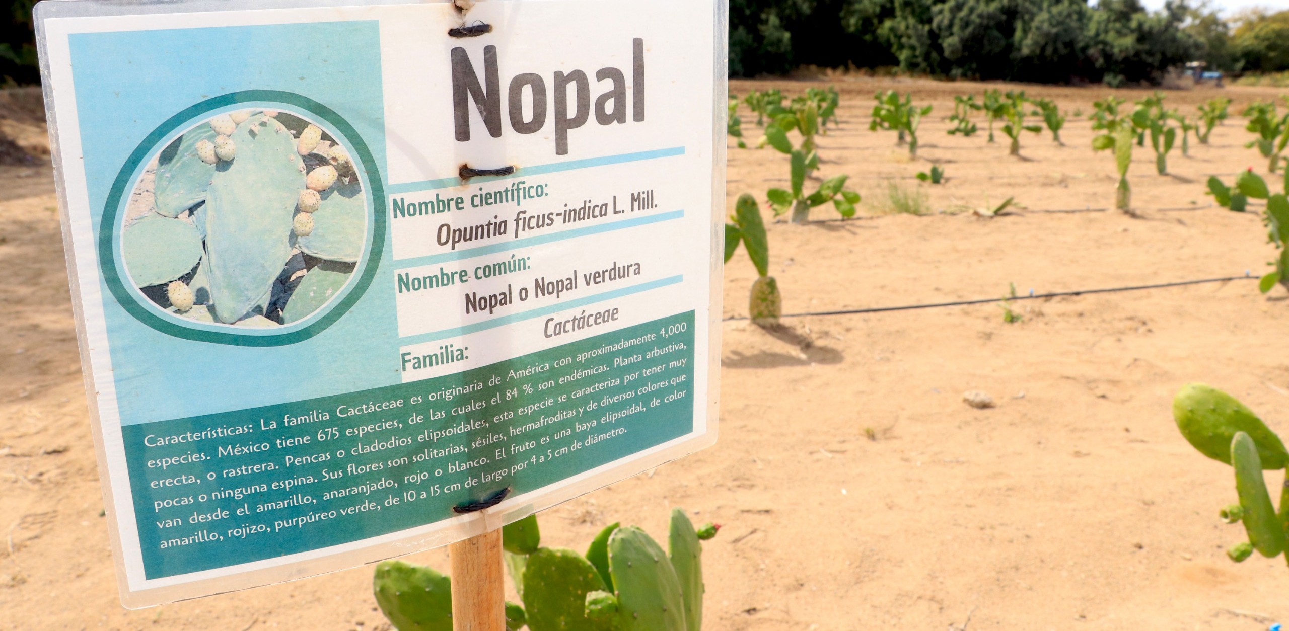 Analizan en la UABCS viabilidad económica del cultivo del nopal como alternativa productiva para zonas áridas