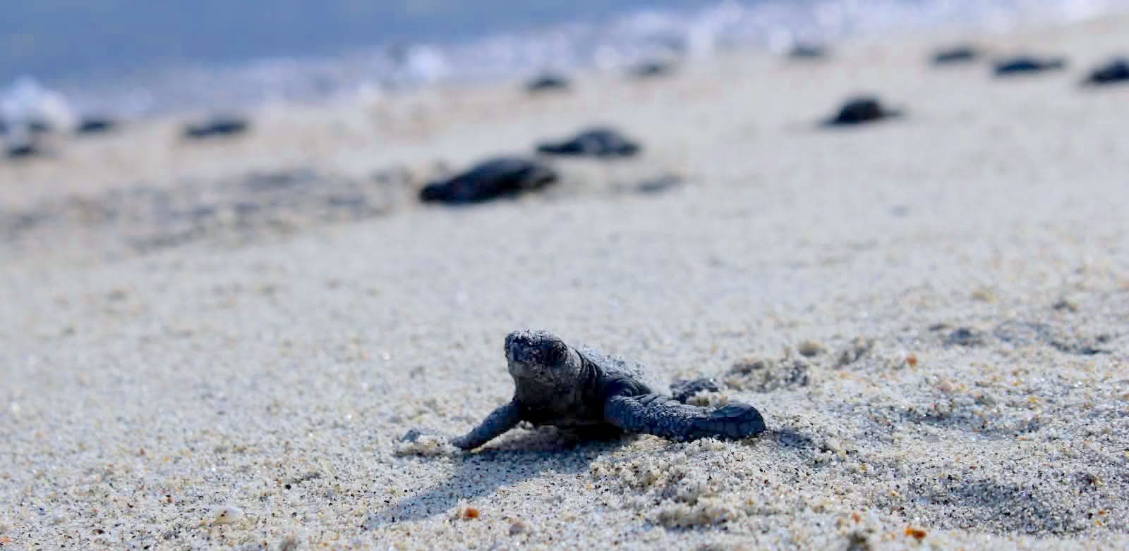 Llaman a proteger a tortugas marinas ante aumento de arribos en playas de Los Cabos