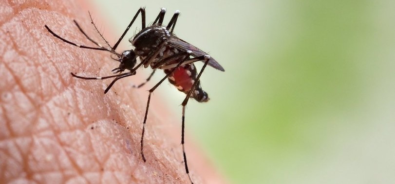 La mayor incidencia de dengue en BCS se espera en este mes; hay que prepararse para eso
