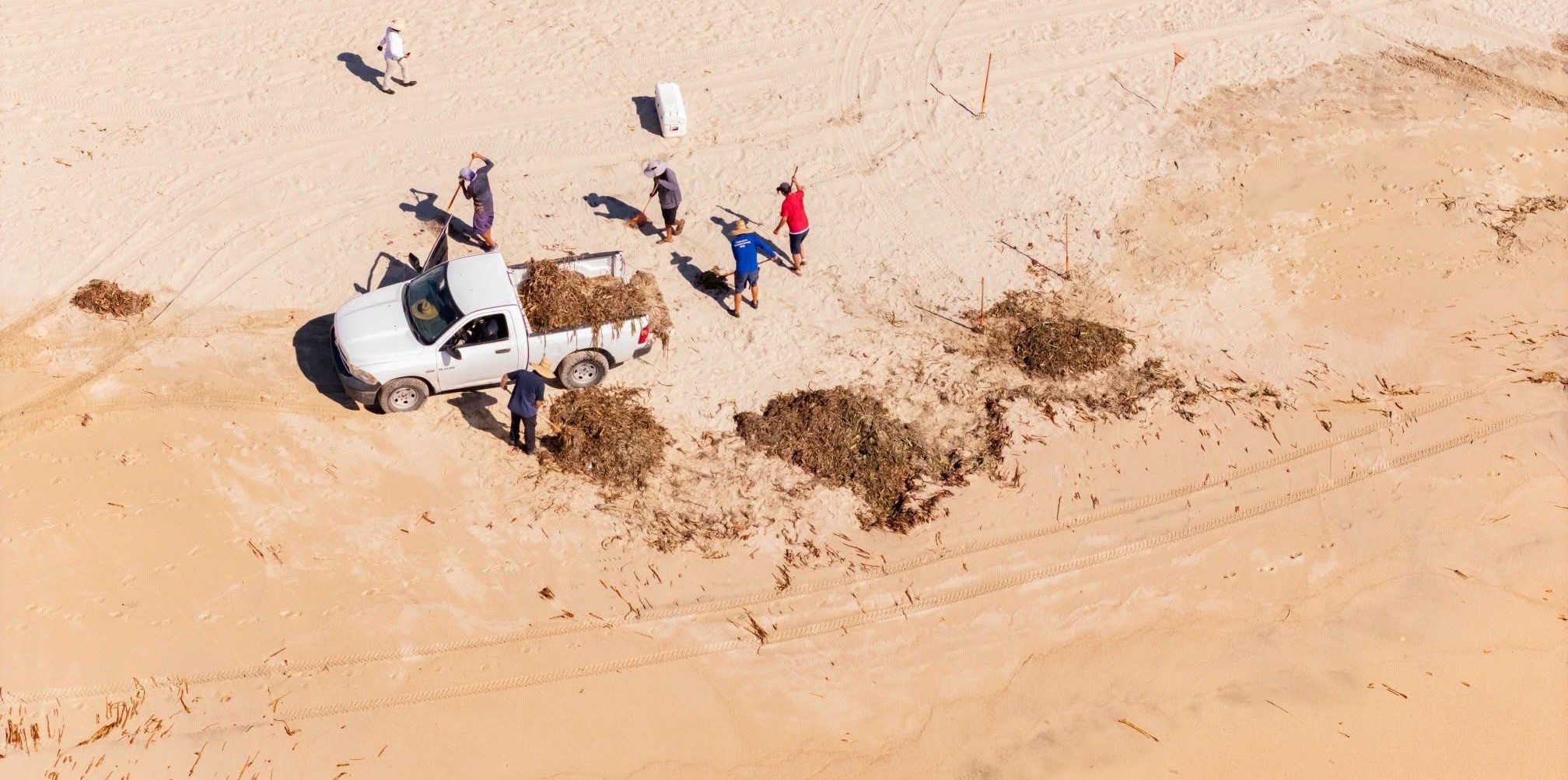 Superan 25 toneladas de lirio acuático retiradas de playas en playas de SJC Superan 25 toneladas de lirio acuático retiradas de playas en playas de SJC